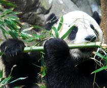 Giant-panda-B.jpg