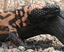 Gila-monster-B.jpg