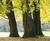 Ginkgo-biloba-B.jpg