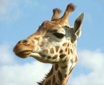Giraffe-B.jpg