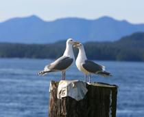 Give-Seagull-B.jpg