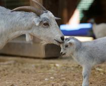 Goat-B.jpg