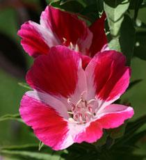 Godetia-B.jpg