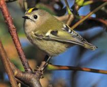 Goldcrest-B.jpg