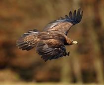 Golden-Eagle-B.jpg