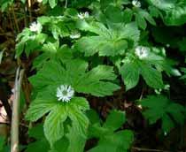 Goldenseal-B.jpg