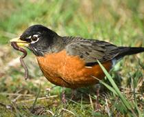 Good-Bird-B.jpg
