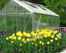 Good-Tulip-B.jpg