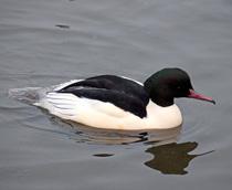 Goosander-B.jpg