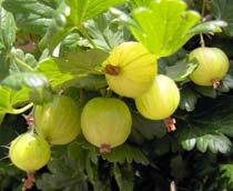 Gooseberry-B.jpg