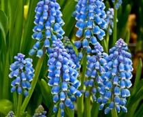 Grape-Hyacinth-B.jpg