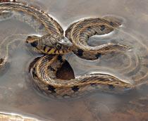 Grass-Snake2-B.jpg