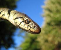 Grass-snake-B.jpg
