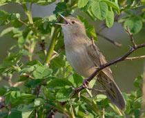 Grasshopper-Warbler-B.jpg