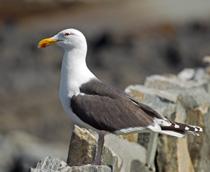 Great-Black-backed-Gull-B.jpg
