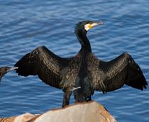 Great-Cormorant-B.jpg