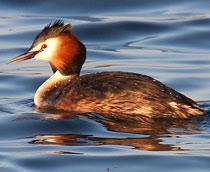 Great-Crested-Grebe-B.jpg