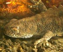 Great-Crested-Newt-B.jpg