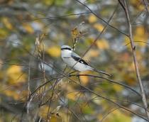 Great-Grey-Shrike-B.jpg