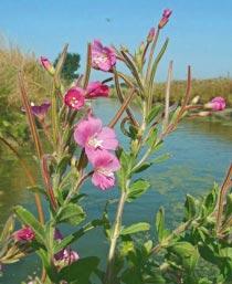 Great-Hairy-Willow-herb-B.jpg