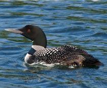 Great-Northern-Diver-B.jpg