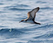 Great-Shearwater-B.jpg