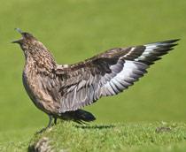 Great-Skua-B.jpg