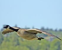 Greater-Canada-Goose-B.jpg