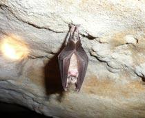 Greater-Horseshoe-Bat-B.jpg