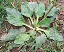 Greater-Plantain-B.jpg