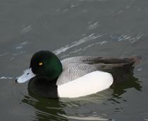 Greater-Scaup-B.jpg