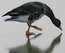 Greater-White-fronted-Goose-B.jpg