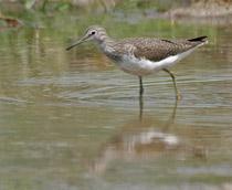 Green-Sandpiper-B.jpg