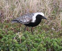 Grey-Plover-B.jpg