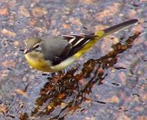 Grey-Wagtail-B.jpg