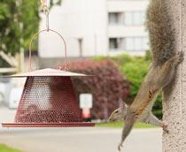 Grey-squirrel-B.jpg