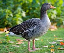 Greylag-Goose-B.jpg