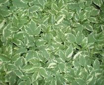Ground-Elder-B.jpg