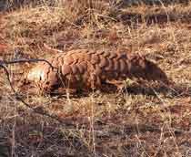 Ground-Pangolin-B.jpg