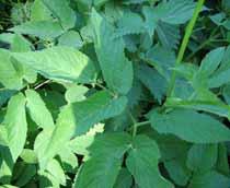 Ground-elder-B.jpg