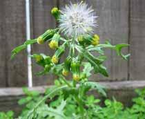 Groundsel-B.jpg