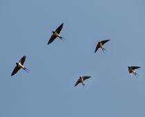 Group-Swallow-B.jpg