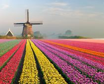 Group-Tulip-B.jpg
