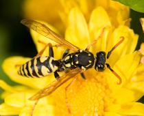 Group-Wasp-B.jpg