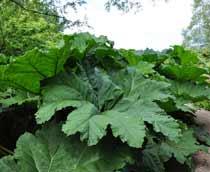 Gunnera-B.jpg