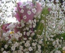 Gypsophila-B.jpg