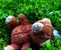 Happy-Bear-B.jpg