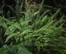Hard-Fern-B.jpg