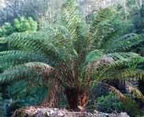 Hardy-tree-fern-B.jpg