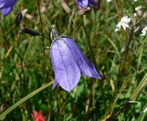Harebell-B.jpg